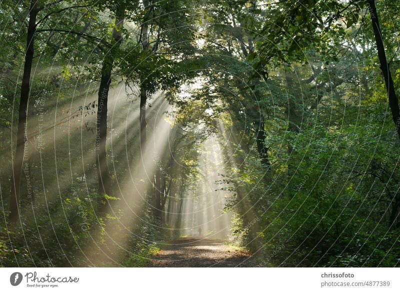 Komorebi Cathedral of Light -this mixture of sunlight and fog, coupled with the trees conjured up a mystical mood that I found hard to escape. How does it feel for you?