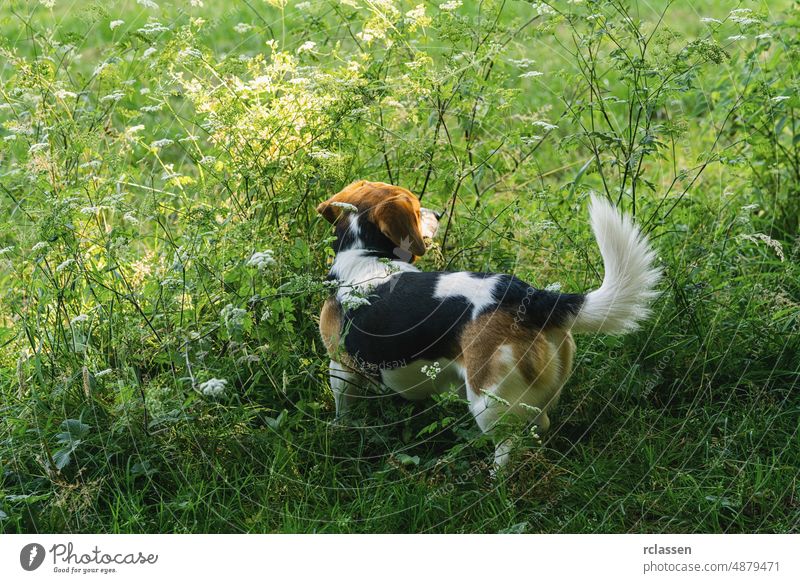 dog Beagle on a walk on a field beagle puppy white adorable agility animal breed brown sitting canine curious cute cuties doggy domestic energy forest friend