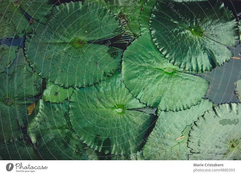 Texture and Pattern of Water lily Leaves on Water texture pattern background green lotus water lily close-up plant leaf nature no people pond summer botany