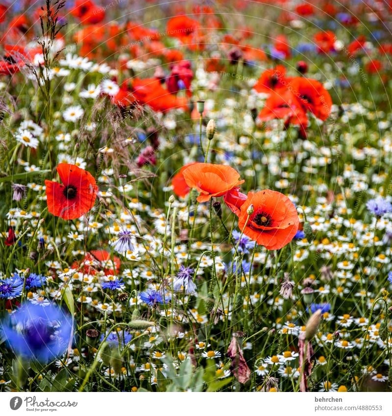 same procedure Environment Spring Warmth Blossom leave beautifully Summery Green Plant Light Agricultural crop Wild plant fragrant Red Garden pretty Deserted