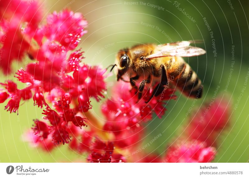 of flowers and bees Garden Meadow Nature Plant Animal Summer Flower Blossom Wild animal Bee Animal face Grand piano Blossoming Fragrance Flying To feed pretty