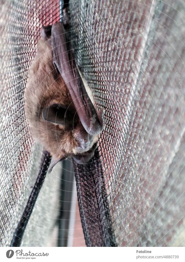 A little brown bat spends the night on a fly screen by necessity Colour photo Exterior shot Wild animal Animal Day Brown Pelt Close-up ears Fly window