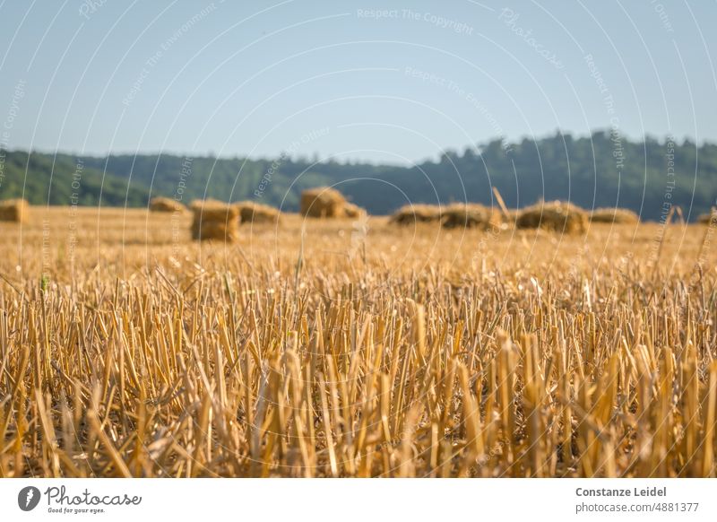 Harvested grain field with hay bales and forest in the background. our daily bread regional cultivation regional products regionally Ecological Environment