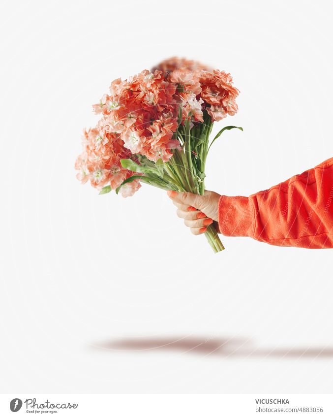 Woman hand holding bunch of orange flowers at white background. woman front view beautiful beauty bloom blossom bouquet floral fresh granulation green nature