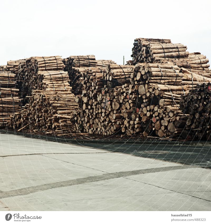 cellulose Luxury Climate change Tree Dry Tree trunk Storage Cellulose Bundle Wood Ecological Renewable Colour photo Subdued colour Exterior shot Deserted