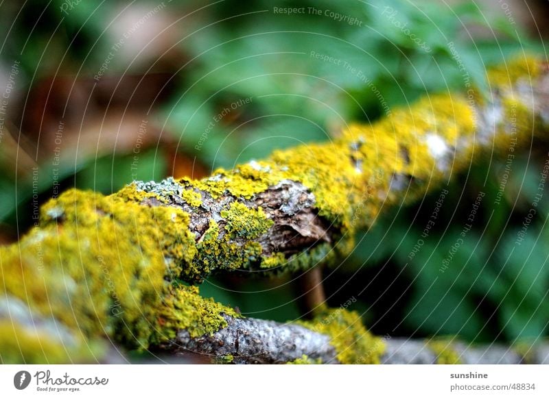 Woodstock Green Tree bark Branch Moss