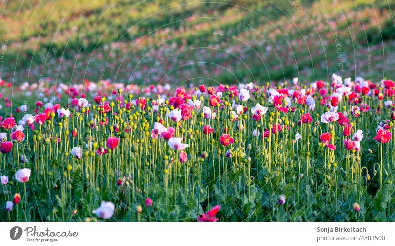 Poppy, poppy, so much poppy- Waldviertler gray poppy in Lower Austria near Armschlag (Mohndorf) Poppy field Poppy blossom Gray poppy Waldviertel gray poppy