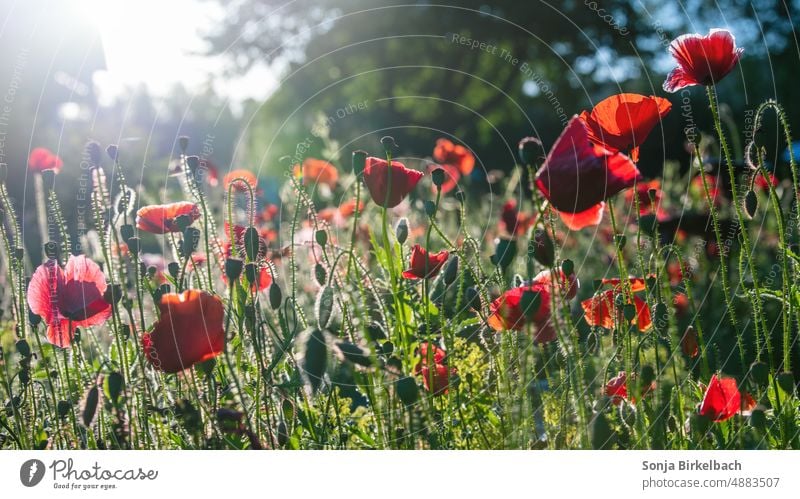 Early Bird - corn poppy in the garden in the morning sun - romantic idyll on a summer morning Corn poppy Poppy Garden Sun Back-light blossoms poppy blossoms Red