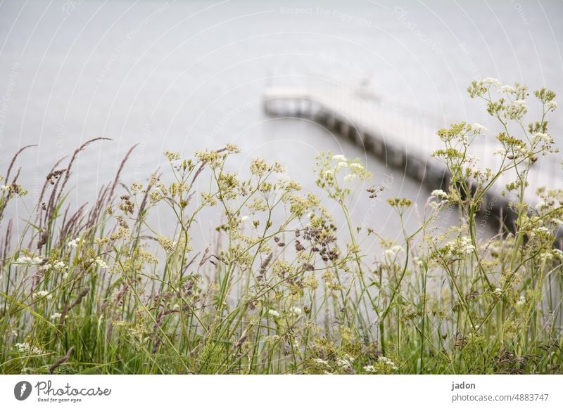 Sea view. Grass Green Meadow Flower Summer Nature Water Ocean Exterior shot Plant Footbridge jetty