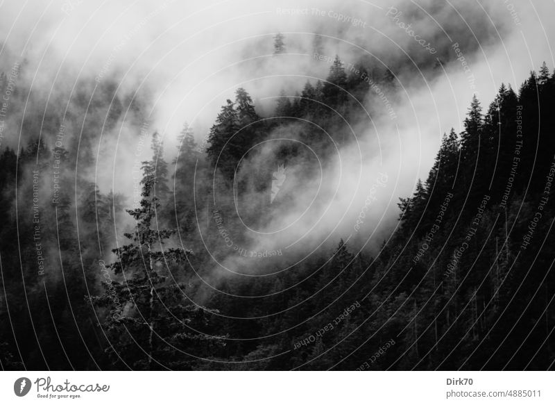 Black and white image of a cloudy mountain forest in British Columbia, Canada Forest Mountain forest Slope Coniferous forest Spruce Fir tree Clouds overcast