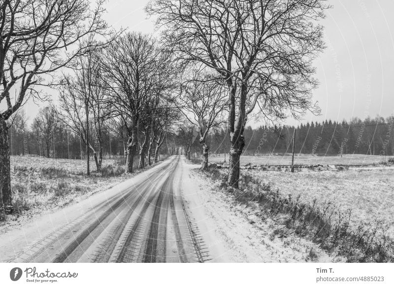 a snowy road in poland Poland Street Winter Snow Tracks bnw b/w Avenue avenue trees Black & white photo Day Exterior shot Deserted Empty