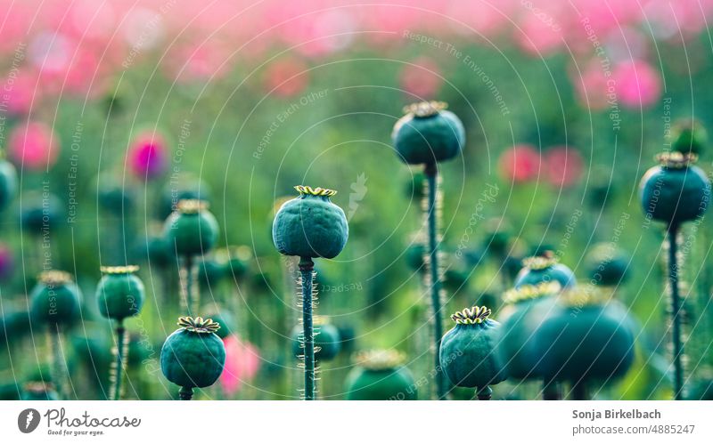 Poppy capsules very close, Waldviertler Graumohn e.U. encapsulate poppy seed capsules Summer Colour photo Poppy blossom papaver Intensive Flower Exterior shot