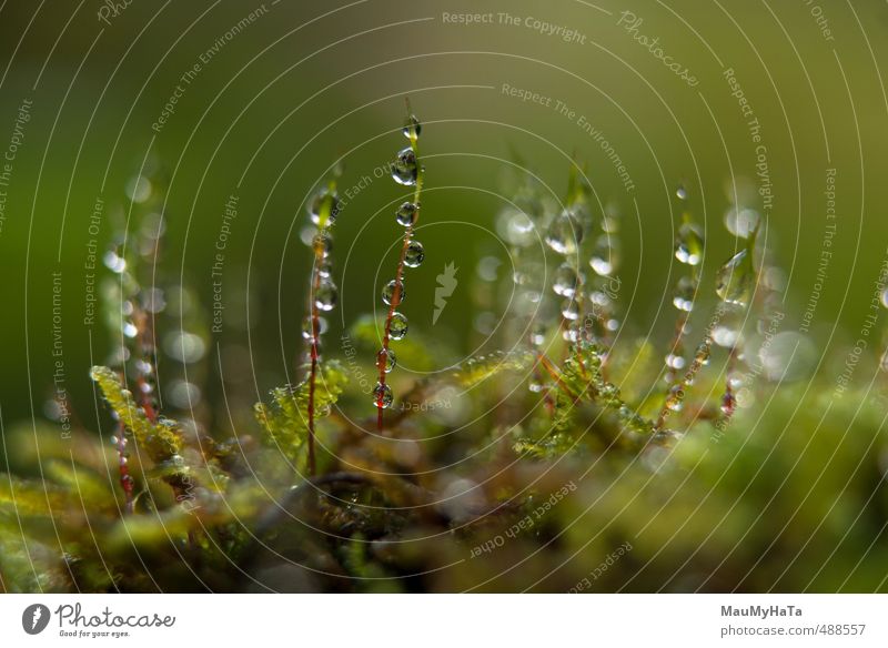 Moss and water drops Nature Plant Animal Elements Water Drops of water Autumn Climate Rain Garden Park Field Forest Emotions Spring fever Euphoria Cool (slang)