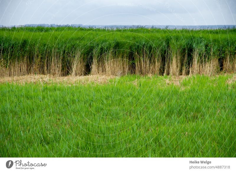 Reeds on the Bodden reed Bodden landscape Mecklenburg-Western Pomerania Boddenlandscape NP Nature Baltic Sea Vacation & Travel Deserted Water Landscape Ocean