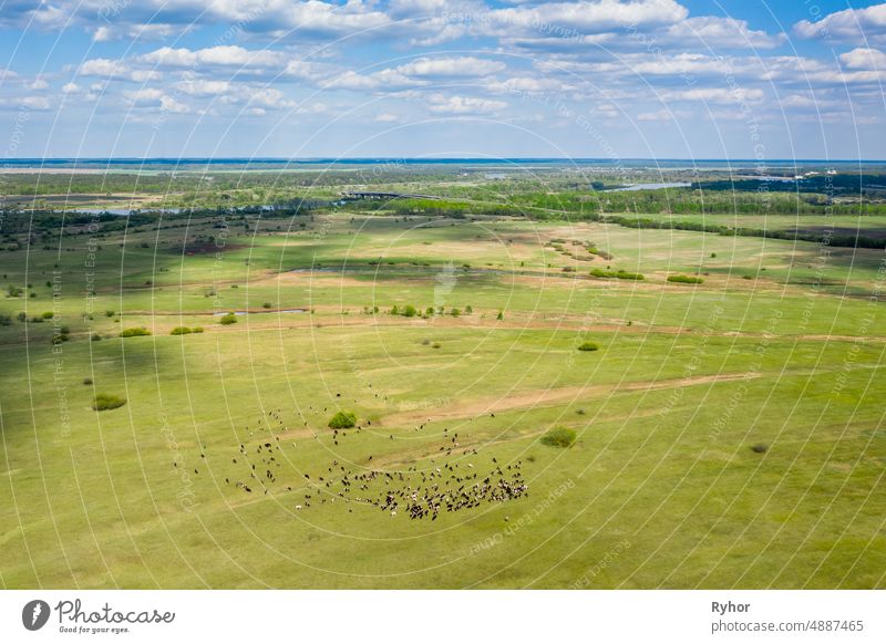 Belarus. Aerial View Of Cattle Of Cows Grazing In Meadows Pasture. Spring Summer Green Pasture Landscape aerial aerial view agricultural agriculture animal
