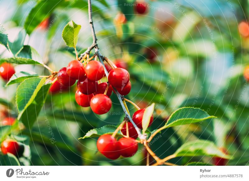 Red Ripe Cherry Berries Prunus subg. Cerasus on tree In Summer Vegetable Garden agriculture beautiful beauty berries berry botanic botanical botany branch