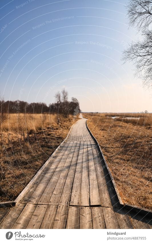 Where does the journey go from here? off planks Bog Marsh Nature Untouched Landscape Tree Environment Exterior shot Deserted Day Grass plank horizon