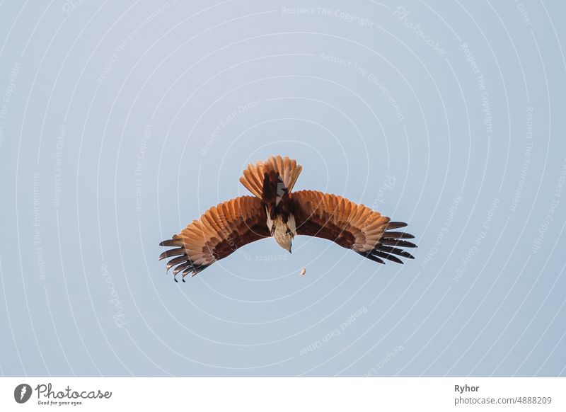 Goa, India. Brahminy Kite Throwing Crab In Flight In Blue Sky Accipitridae Haliastur indus animal asia beautiful bird blue crab fauna flight fly india indian