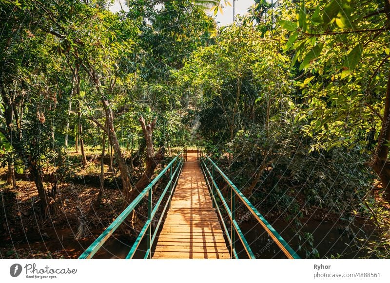 Goa, India. View Of Small Bridge Surrounded By Tropical Green Vegetation In Sunny Day Botanical Garden asia beautiful bridge environment flora foliage forest