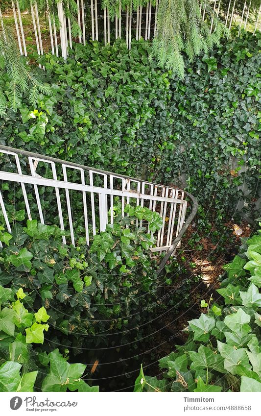 URBAN JUNGLE plants uncontrolled growth luscious Ivy Stairs rail Green Overgrown Unused Unkempt Dark Hollow Passage