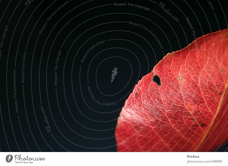 perforated (1) Autumn Leaf To fall Glittering Red Black Change Vessel Colouring Hollow fetch pattern glow discolouring Partially visible Colour photo