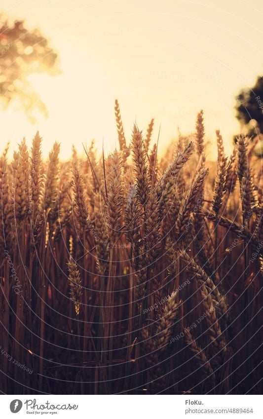 Sunset over wheat field Wheat Harvest Grain Field Agriculture Ear of corn Summer Nature Plant Cornfield Food Grain field Agricultural crop Nutrition Ecological
