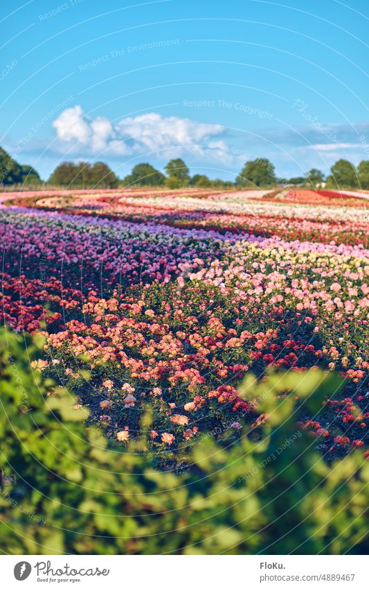 Rosenfeld in Schleswig-Holstein roses Field Nature Landscape Colour photo Exterior shot Sky Deserted Summer Agriculture flowers blossoms colorforh colors