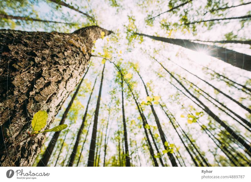 Growing Small Young Spring Sprigs Green Leaf Of Trunk Tree. Summer Sunny Day. Bottom View Wild Plant beautiful belarus boke bokeh bokeh effect bottom view