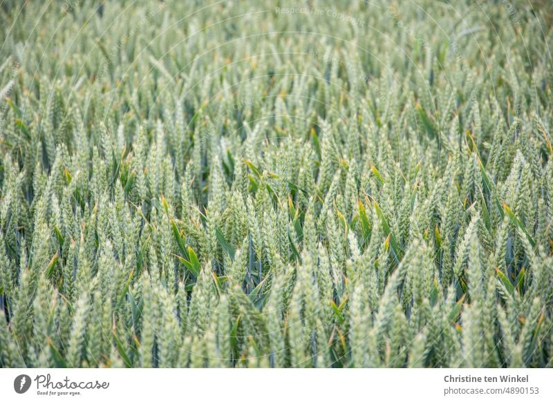 Wheat field with still unripe ears Wheatfield Grain Agriculture Summer Grain field Ear of corn Nutrition Growth Food Cornfield Agricultural crop naturally Plant