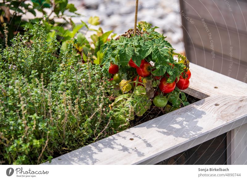 Growing vegetables in a raised bed- grow the food yourself :) Garden Vegetable extension tomatoes herbs Green Food Plant Nature Organic produce Fresh Gardening
