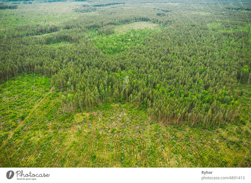 Aerial View Of Deforestation Area Landscape. Green Pine Forest In Deforestation Zone. Top View Of Forest Landscape. Bird's Eye View. Large-scale Industrial Deforestation