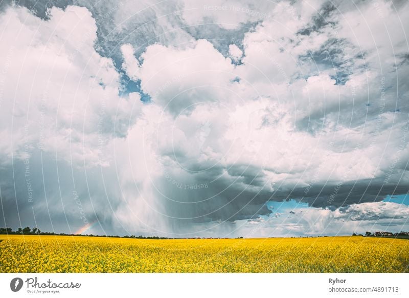 Dramatic Rain Sky With Rain Clouds On Horizon Above Rural Landscape Camola Colza Rapeseed Field. agriculture beautiful beauty bio blue canola cloud clouds