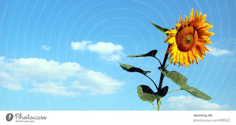 last Flower Summer Sunflower Stand Clouds Yellow Green Nutrition Delicious Growth Round Leaf Americas Nature Blue food
