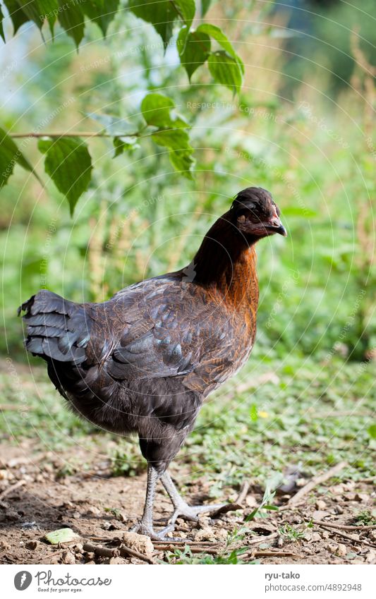 Chicken outdoors chicken breed manner Garden Enclosure Crossbreed mix Meadow Green pretty hen Free-roaming Animal Free-range rearing leaves Tree Ground Poultry