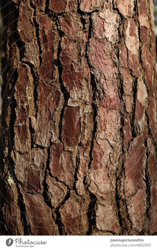 Tree bark detail Nature Tree trunk Wood Structures and shapes Detail Close-up naturally Pattern Growth Brown Abstract Forest Environment
