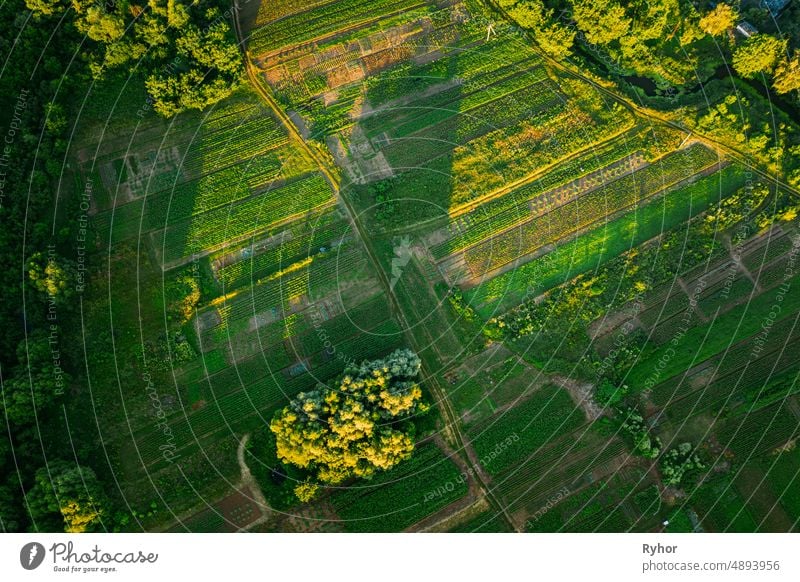 Aerial View Of Vegetable Garden. Potato Plantation At Summer Day. Village Garden Beds aerial aerial view agricultural agriculture beautiful countryside