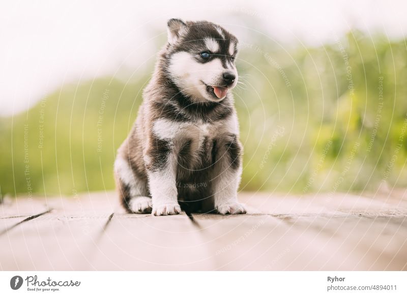 Black white husky store puppies