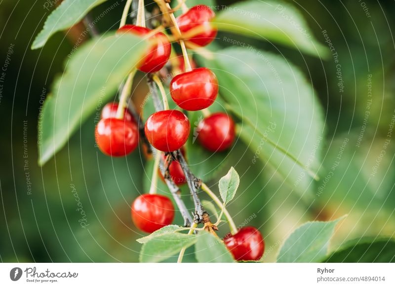 Red Ripe Berries Prunus subg. Cerasus on tree In Summer Vegetable Garden agriculture beautiful beauty berries berry botanic botanical botany branch cherry close