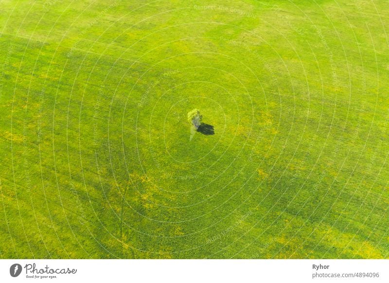 Aerial View Of Agricultural Landscape With Lonely Tree In Spring Field, Summer Meadow. Beautiful Green Grass Rural Landscape In Bird's-eye View above abstract