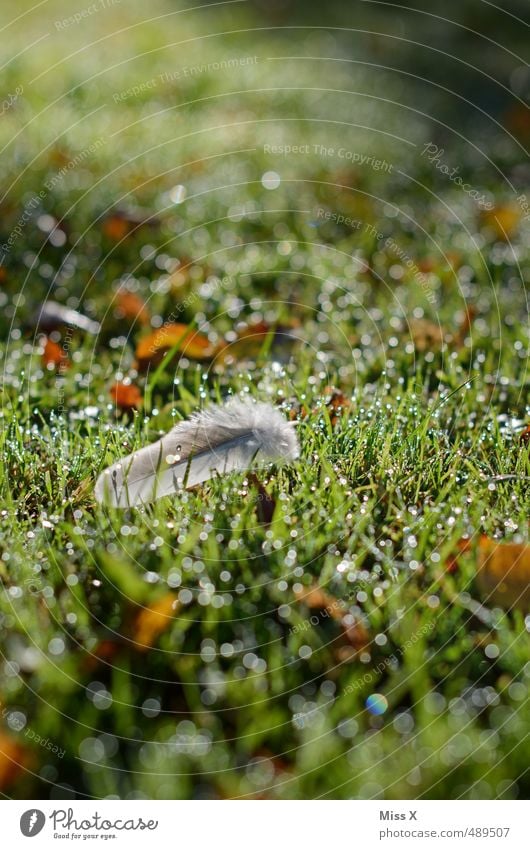 morning dew Drops of water Rain Grass Meadow Glittering Wet Feather Easy Sunlight Dew Colour photo Exterior shot Close-up Deserted Copy Space top