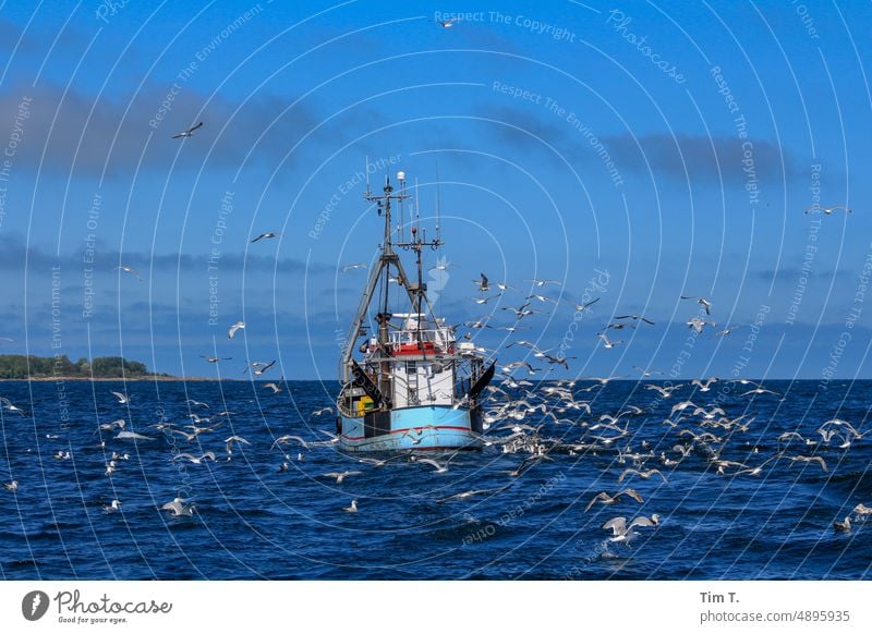 a fishing boat is circled by seagulls off the island of Rügen Gull birds Cutter Baltic Sea Ocean Water Exterior shot Bird Seagull Colour photo Day Deserted