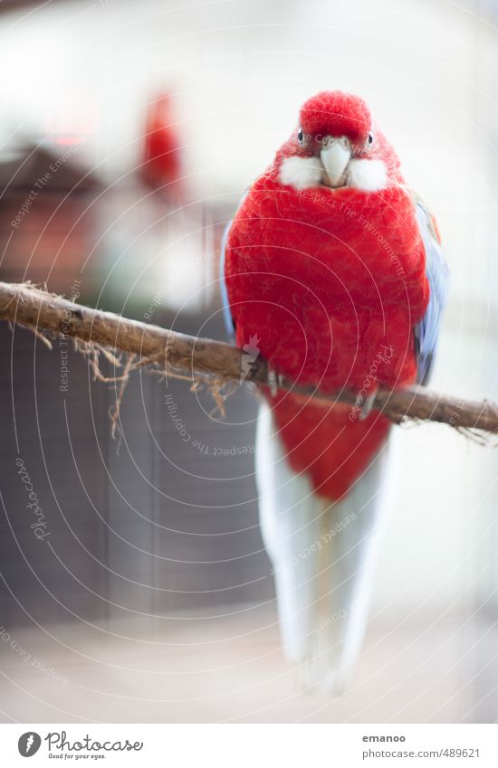 you red bird Animal Bird Zoo 1 Looking Sit Wait Fat Large Beautiful Uniqueness Blue Red Canary bird Feather Cage Bird's cage Branch Claw Beak Tree bark