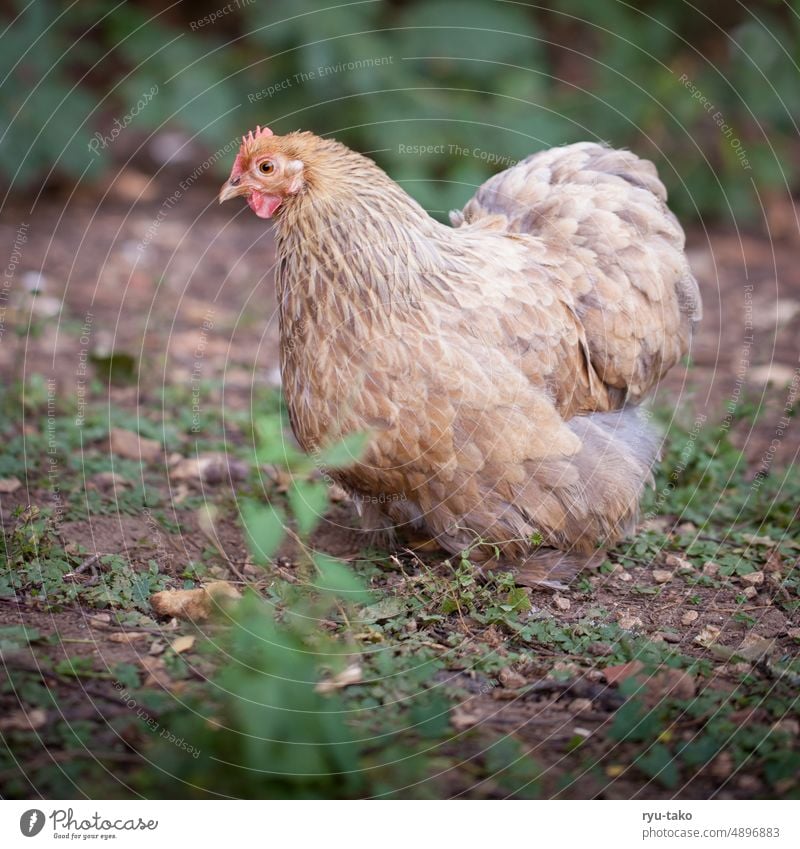 Warming  plumage chicken - a Royalty Free Stock Photo from Photocase