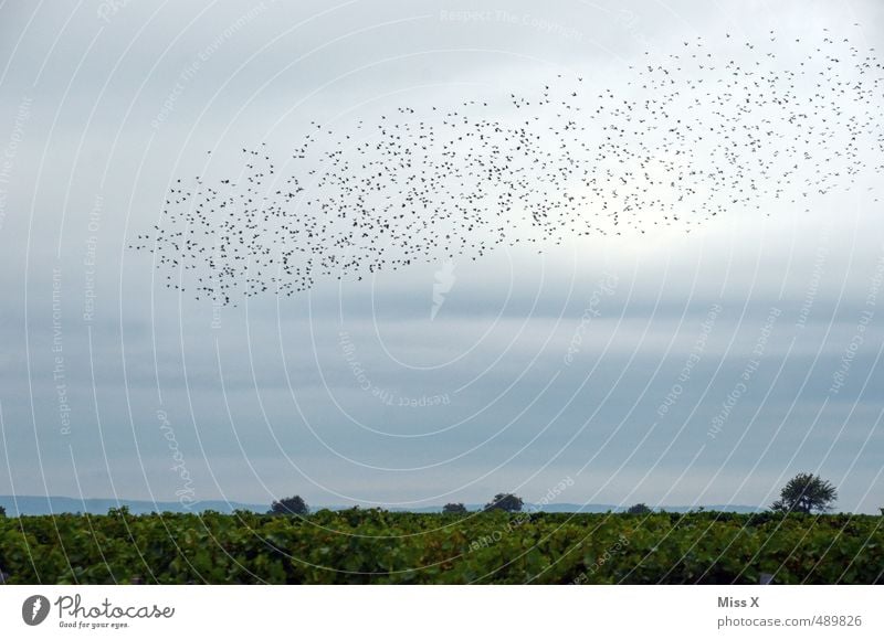 swarm Nature Landscape Animal Sky Clouds Summer Autumn Wild animal Bird Group of animals Flock Flying Timidity Vineyard Flock of birds Starling Migratory bird