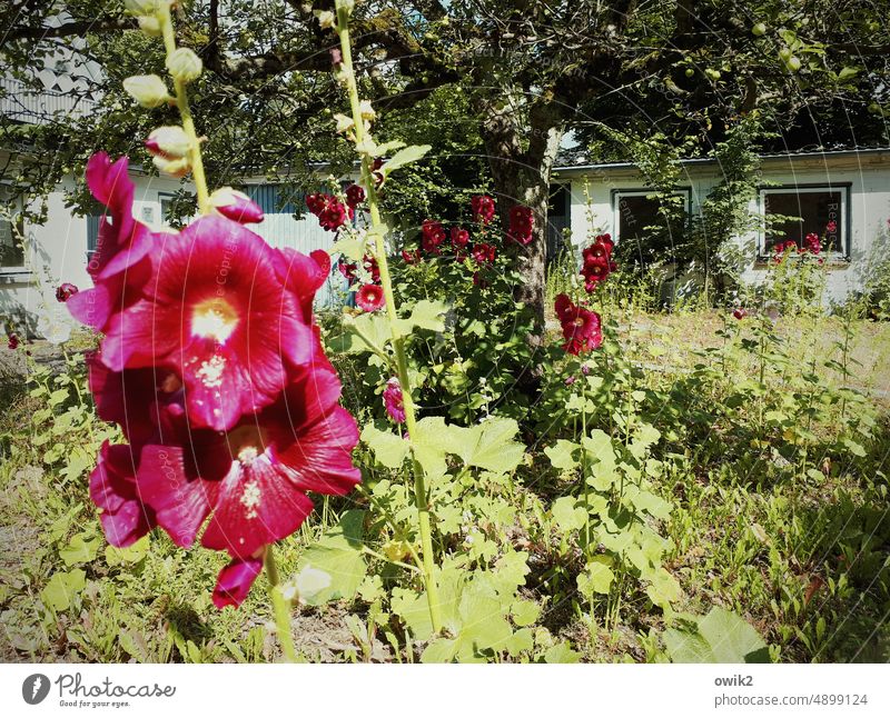 Overgrown hollyhock garden Mallow plants Hibiscus Hollyhock Blossom Plant Colour photo Blossoming Flower Nature Summer Close-up Exterior shot