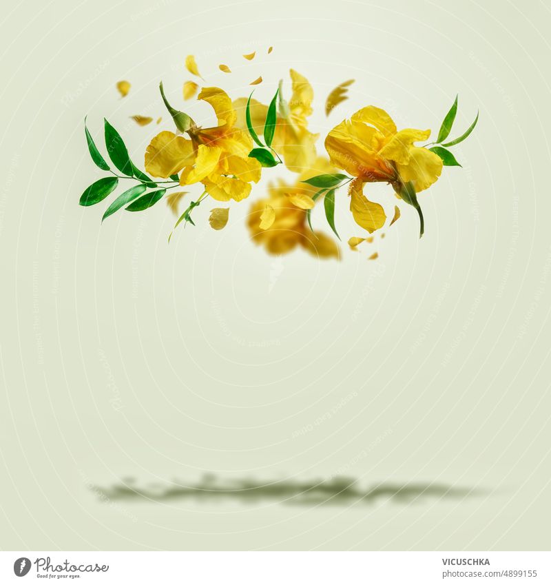 Yellow flying irises flowers with green leaves at pastel background with shadow yellow creative floral levitation concept bright petals blooms front view