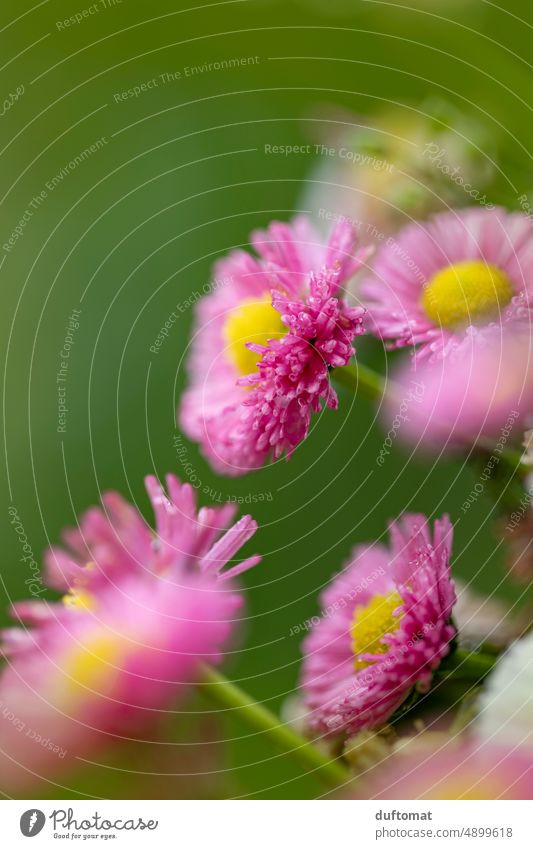 Macro shot of pink daisy Wet Macro (Extreme close-up) Flower macro photography close up Close-up Daisy flowers raindrops Near Nature Detail Blossom colourful