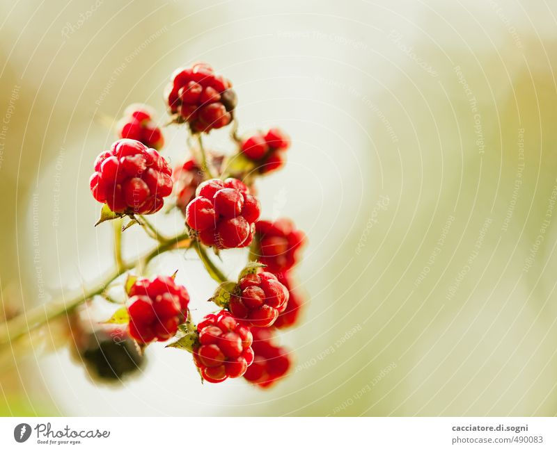 PROCEDURE Nature Plant Sunlight Autumn Beautiful weather blackberry Esthetic Exotic Free Friendliness Fresh Together Round Juicy Sweet Red Happy