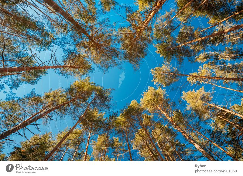 Autumn Pine Coniferous Forest Trees Woods To Canopy. Bottom View Wide Angle Background. Greenwood Forest angle autumn background beautiful below blue sky branch