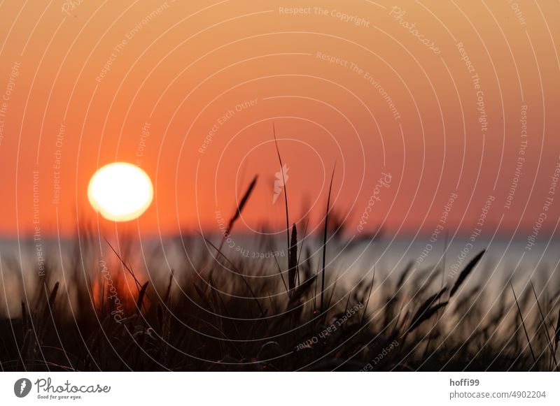 blurred sun in the sunset by the sea with a silhouette of reeds and grasses in the foreground. Sunset Ocean sunset mood blurred background Sunset sky